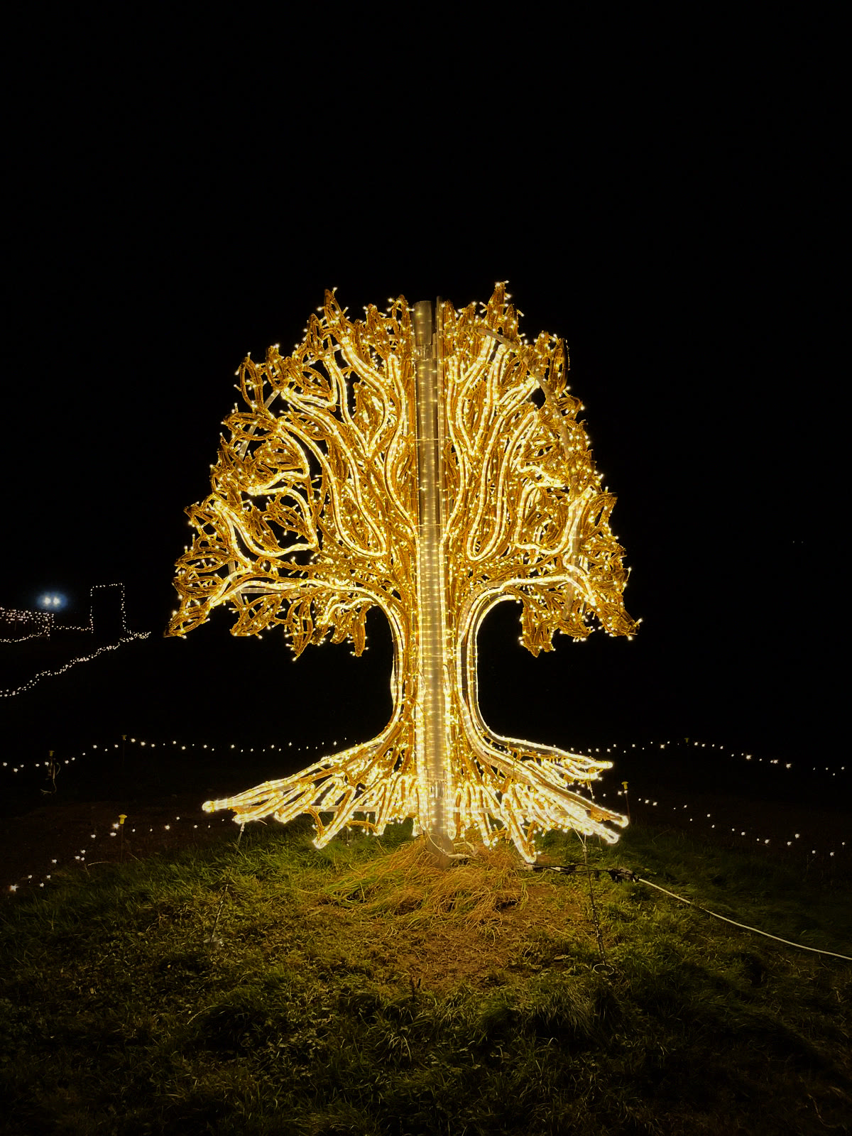 Carlingford — Tree of Life